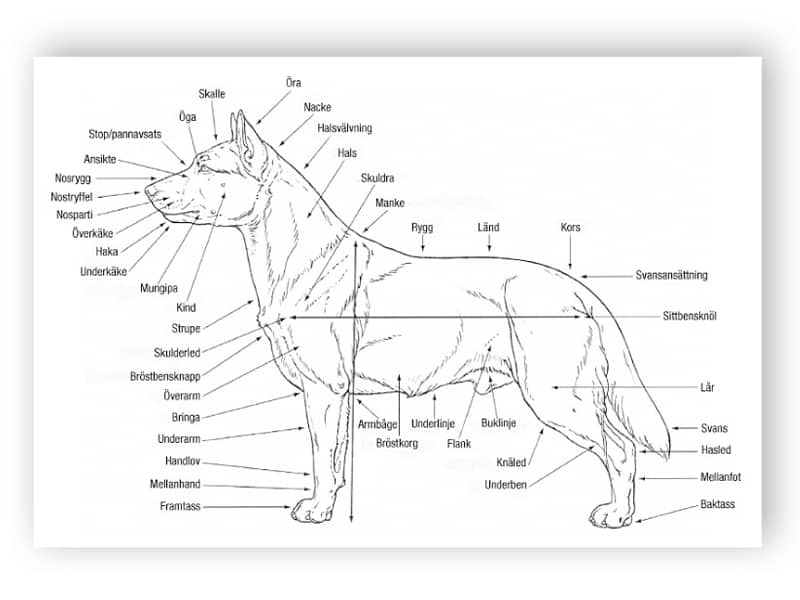 Hundens anatomi